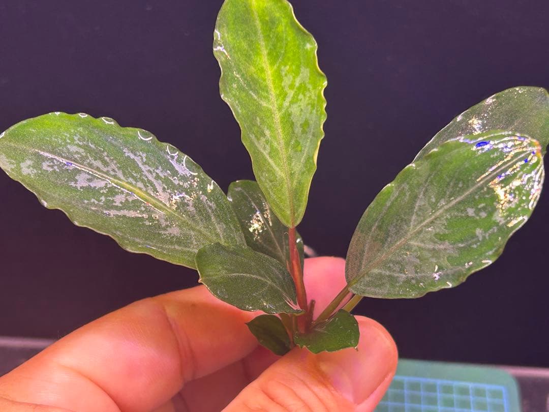 【TB便】Bucephalandra sp.Pearl gray水上育成株