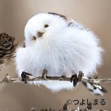 maiくま様 ★ 確認用 シマエナガ、スズメ