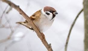 maiくま様 ★ 確認用 シマエナガ、スズメ