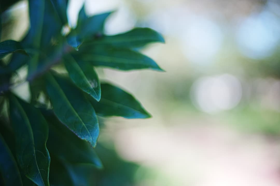 レンズ(単焦点) jugemu95 Distagon 35mm 1.4 MMJ 563