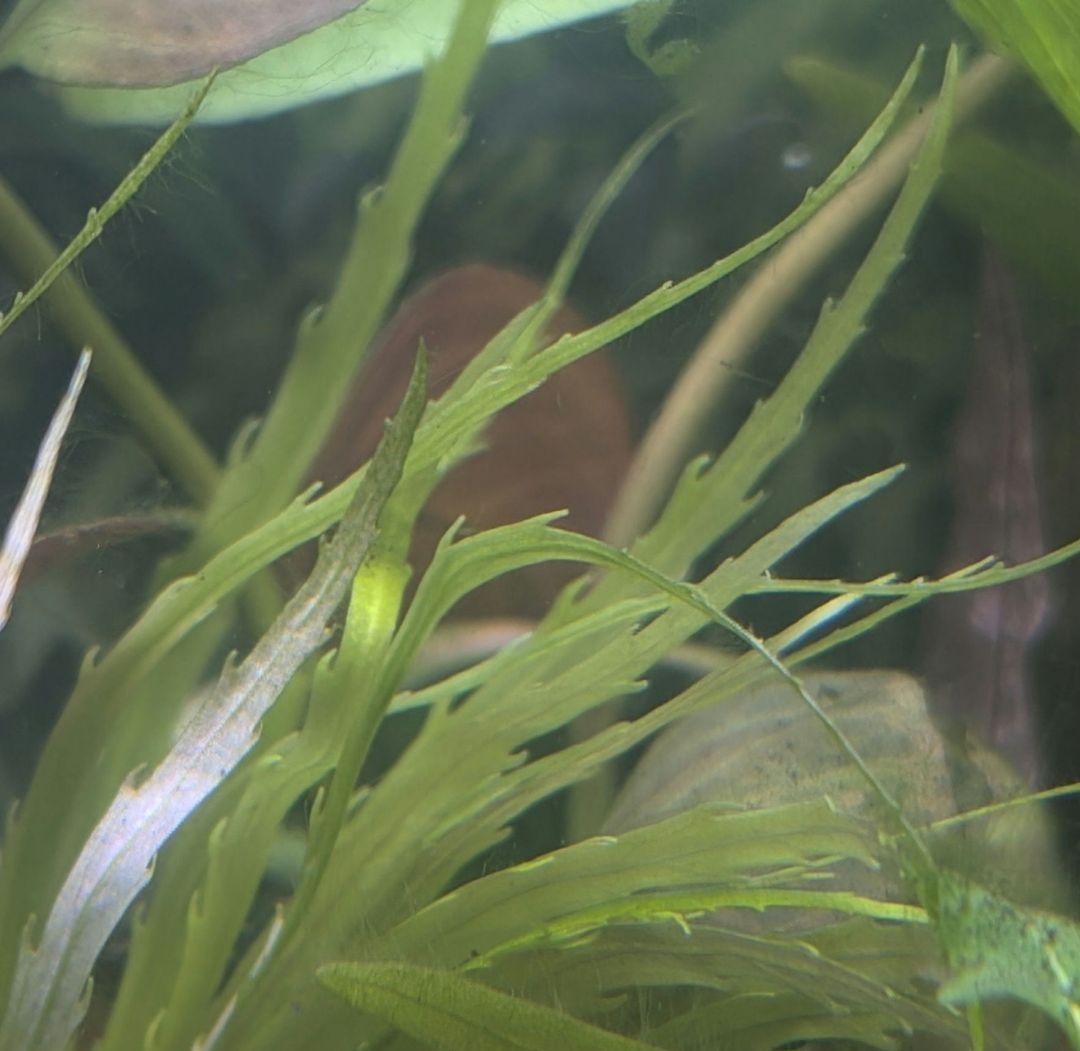 停止中Pogostemon sp. Savannakhet 水中葉 1本