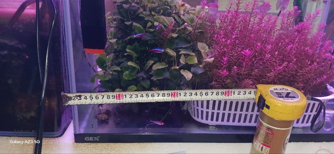 大量のアヌビアスナナ 水槽用「沖縄限定」