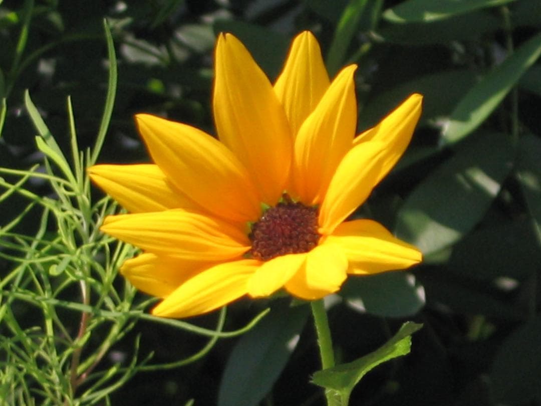 ペンタックス ESPIO (IQZoom) 24EW コンパクトフィルムカメラ