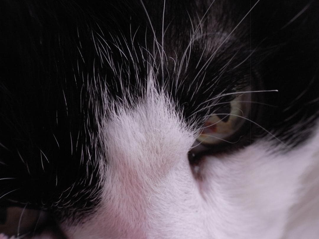 【年末セール】リコー RICOH R10 オールドコンデジ【美品・動作確認済】