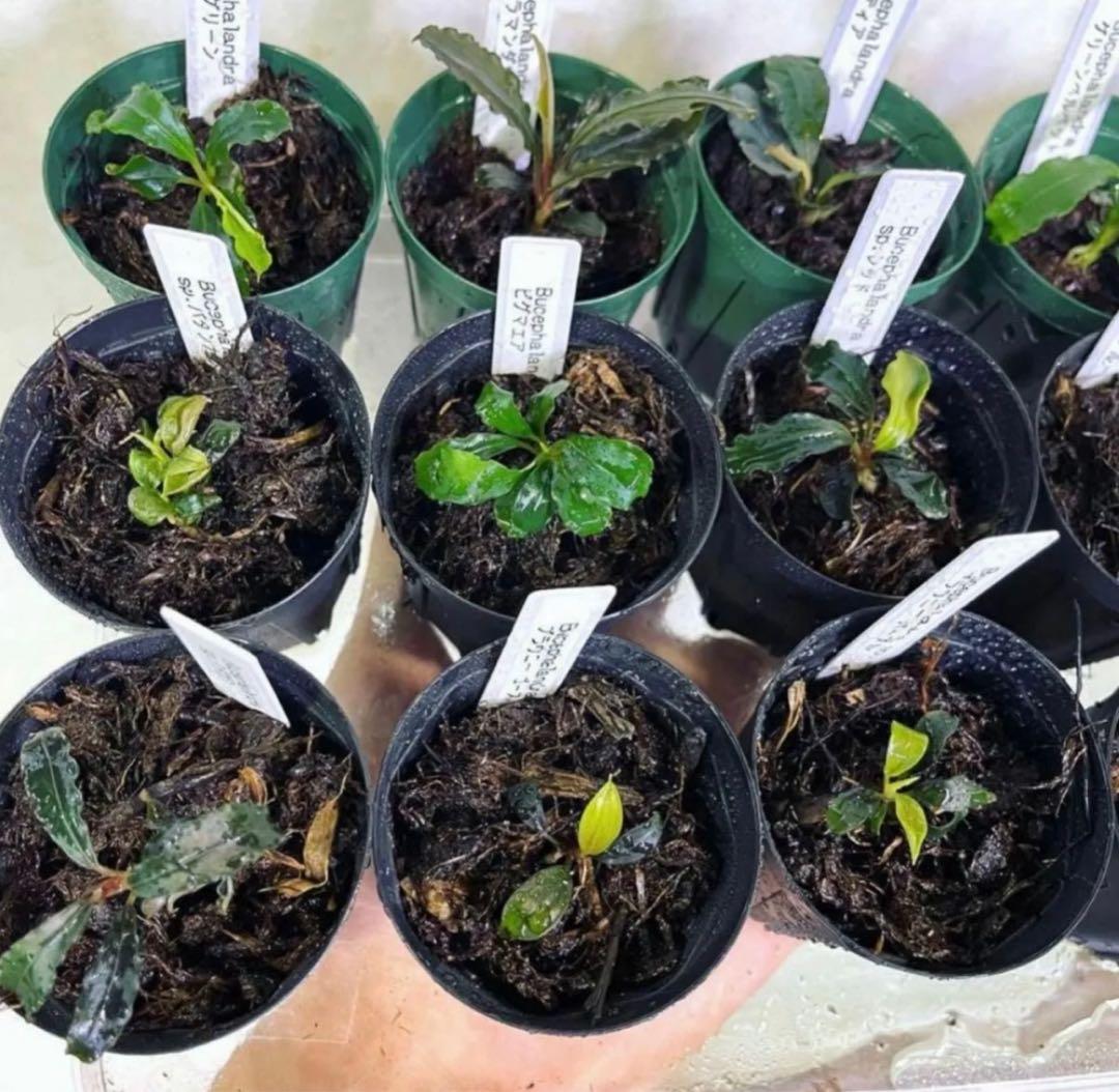 専用◆特◆ブセファランドラSP.よりどり15セット（良株） #ブセさかな屋 クダ