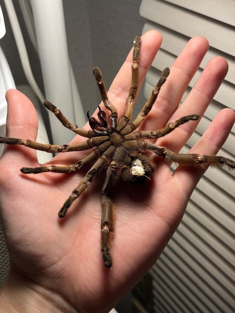 【標本】ベトナムスタウトレッグアースタイガータランチュラ LS14cm程