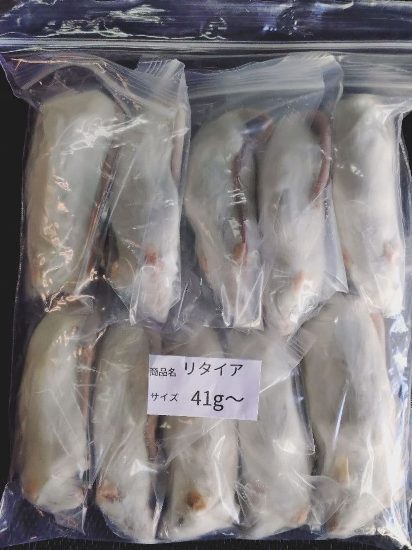 送料無料 冷凍マウスリタイア30匹