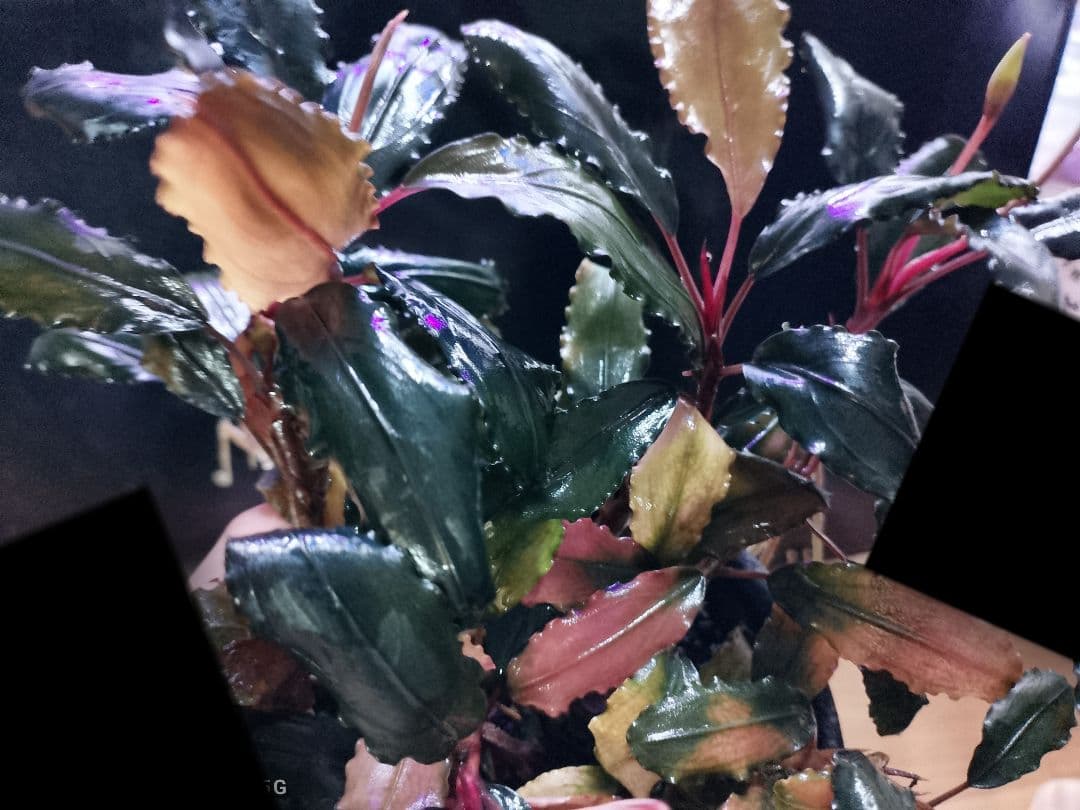 特価ブセファランドラ ルミナス パープル2 メラウィ Bucephalandra