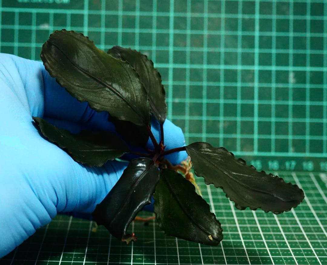 Bucephalandra sp.Red l 水の国