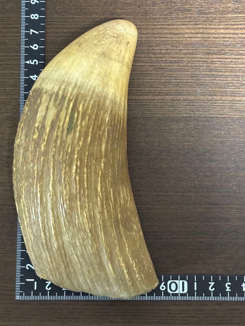 マッコウクジラ 鯨牙 鯨歯 天然素材 印材