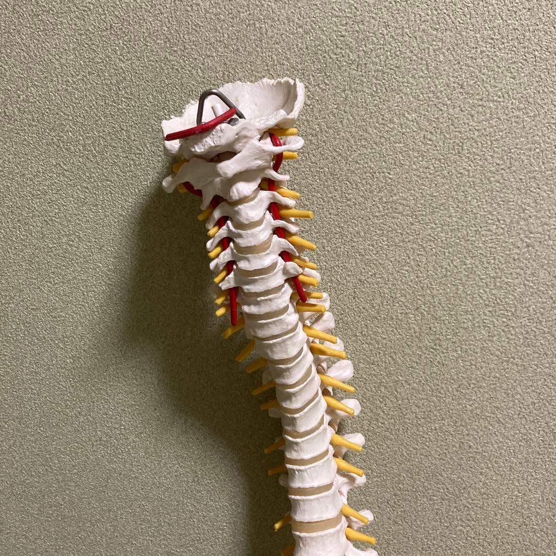 脊椎模型 3B Scientific GmbH カイロプ！整体！鍼灸！スポーツ！