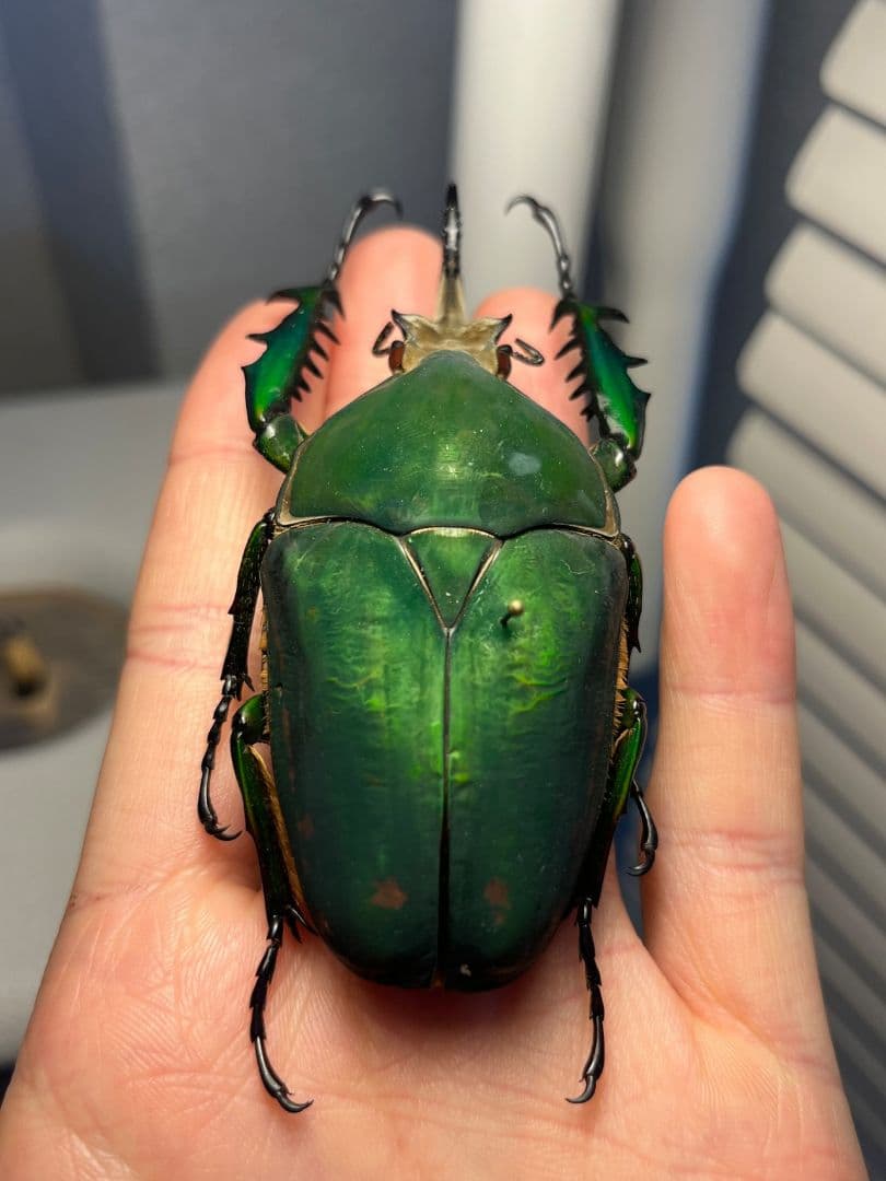 【属内最大種】クビワオオツノハナムグリ カナブン ゴライアスオオツノ 標本