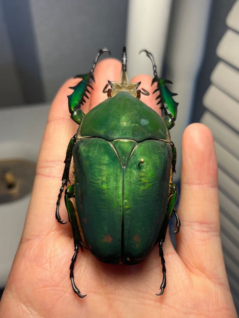 【属内最大種】クビワオオツノハナムグリ カナブン ゴライアスオオツノ 標本