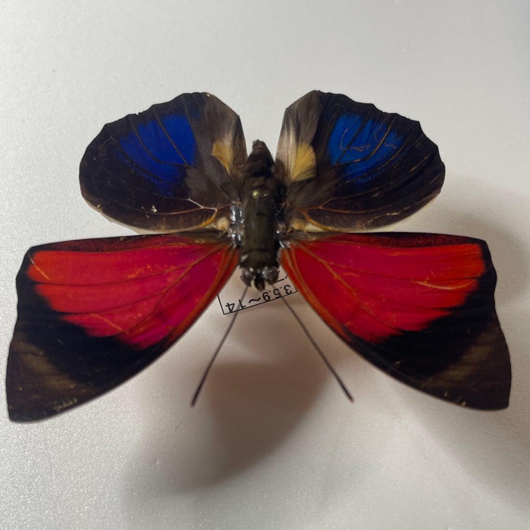 Agrias ペルー産　大型