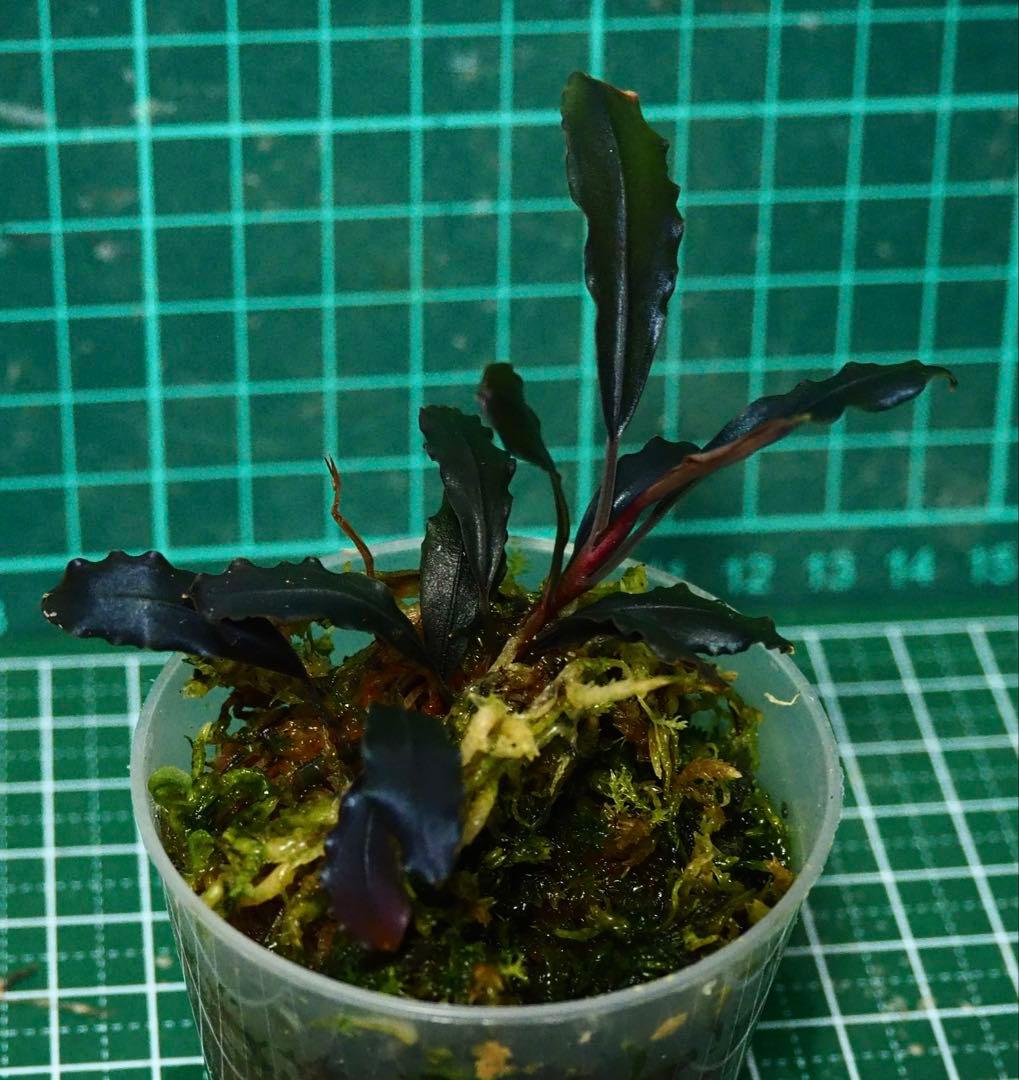 水草 Bucephalandra Ghost kalimantan