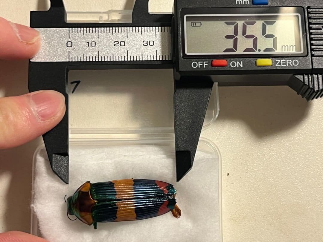 【35mm♂】スハンダエオウサマムカシタマムシCalodema suhandae