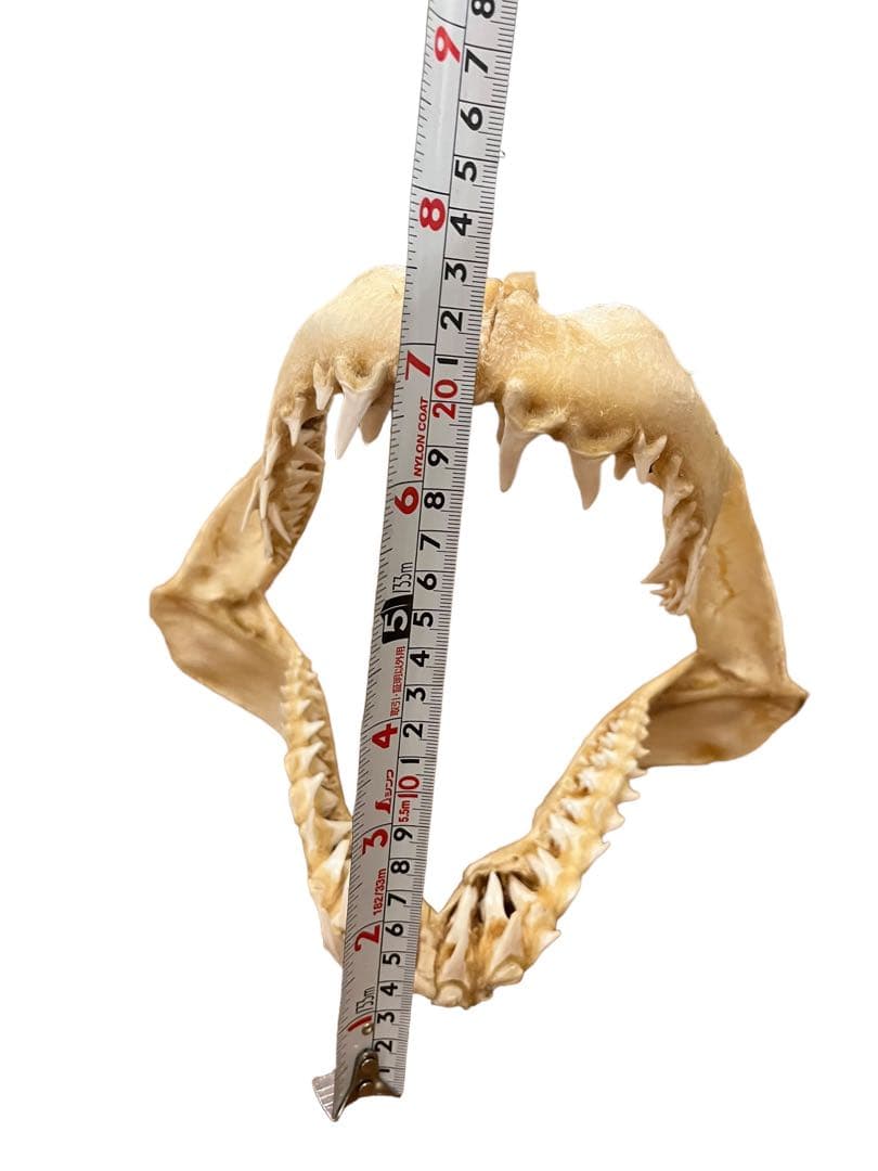 アオザメ　標本