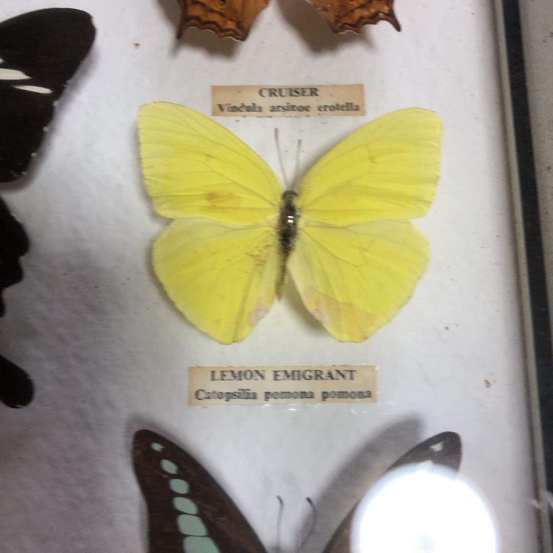東南アジア系の蝶の標本です。
