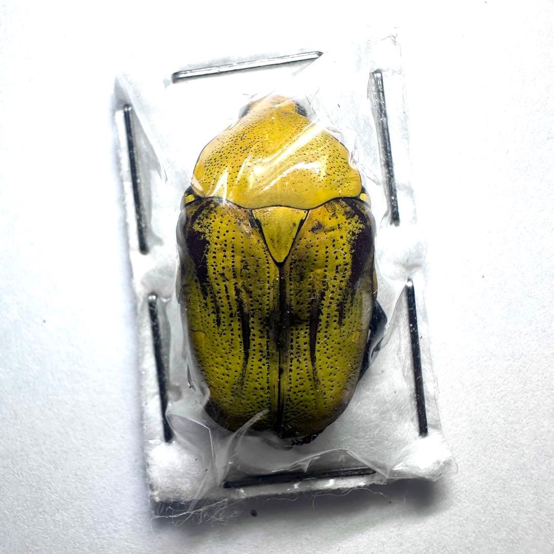 【標本】ヤマブキマラガシーハナムグリ