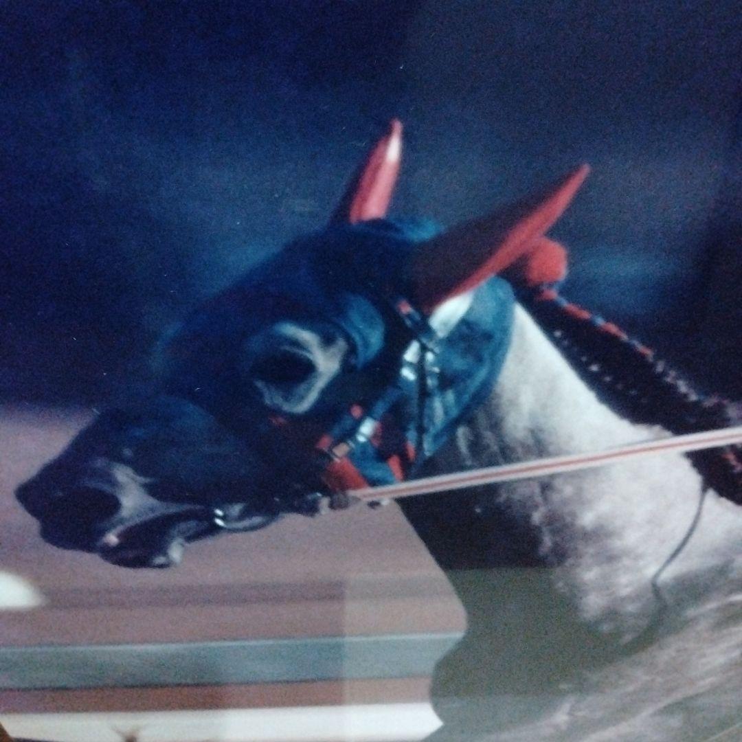 稲妻２世芦毛タマモクロス写真パネル（１９８８年１２月２５日中山有馬記念）引退記念