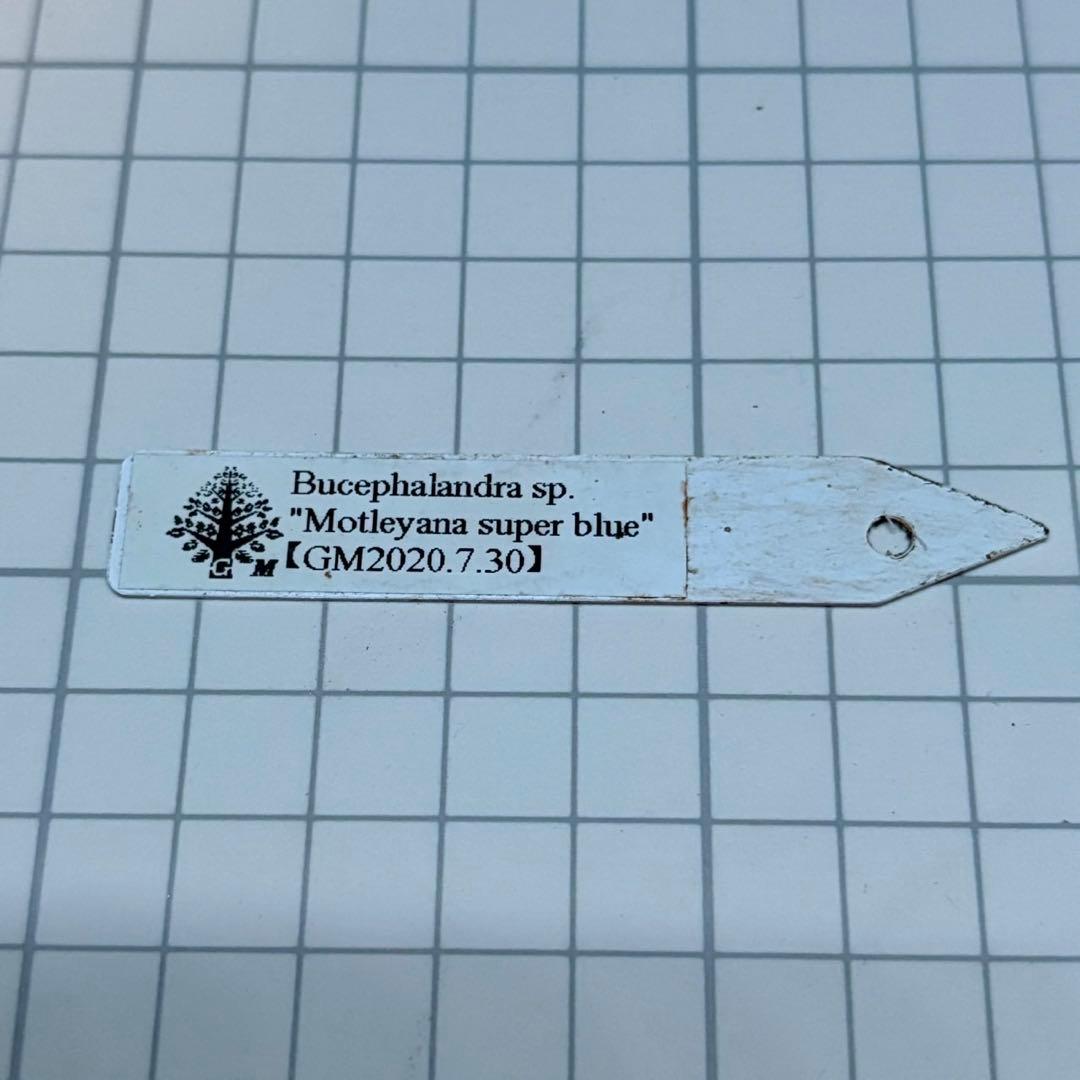 如*月様 ブセファランドラ sp.モトレイアーナスーパーブルー　②