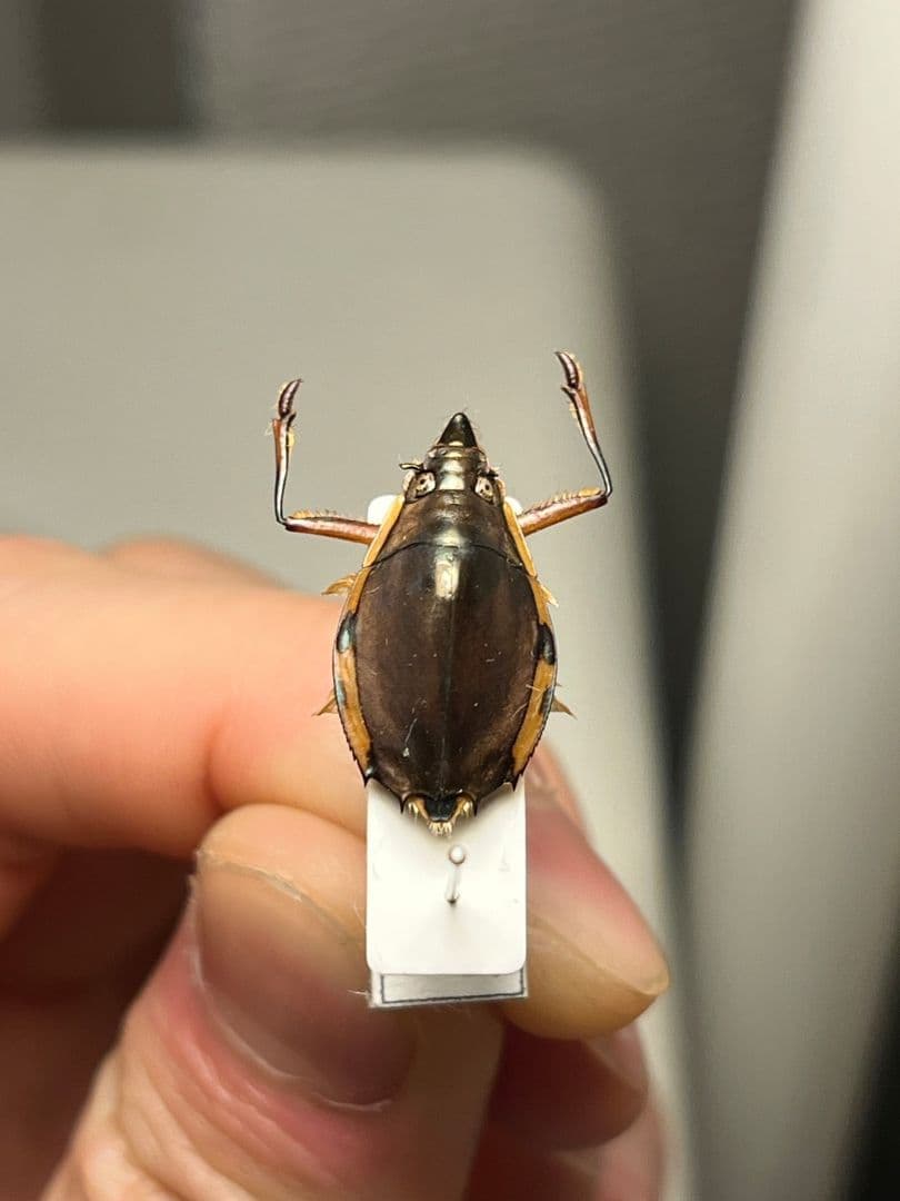 【20mm】ロケットミズスマシ トガリフチドリミズスマシ タガメ コオイムシ標本