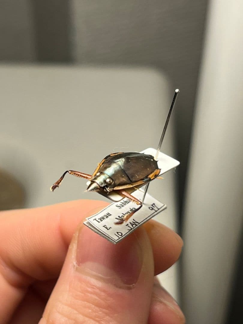 【20mm】ロケットミズスマシ トガリフチドリミズスマシ タガメ コオイムシ標本