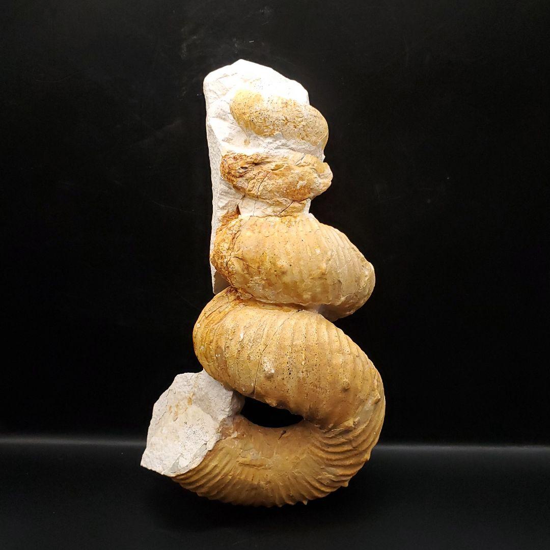 希少 異常巻き アンモナイト 化石 本物 フランス産 250mm fr34