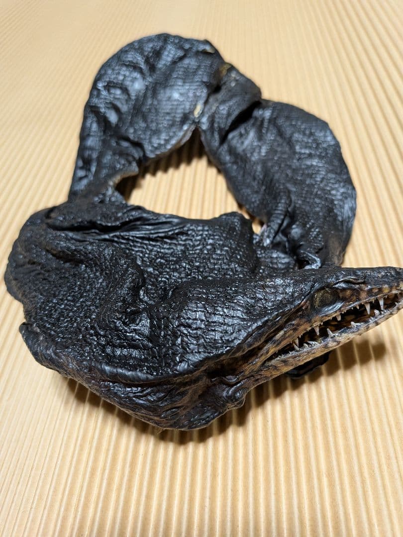 海のギャング四国太平洋産トラウツボマニアックレア標本飾りオブジェ置物