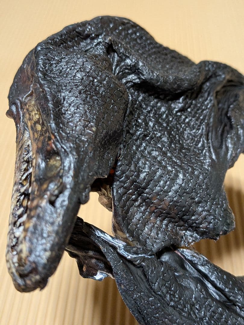 海のギャング四国太平洋産トラウツボマニアックレア標本飾りオブジェ置物