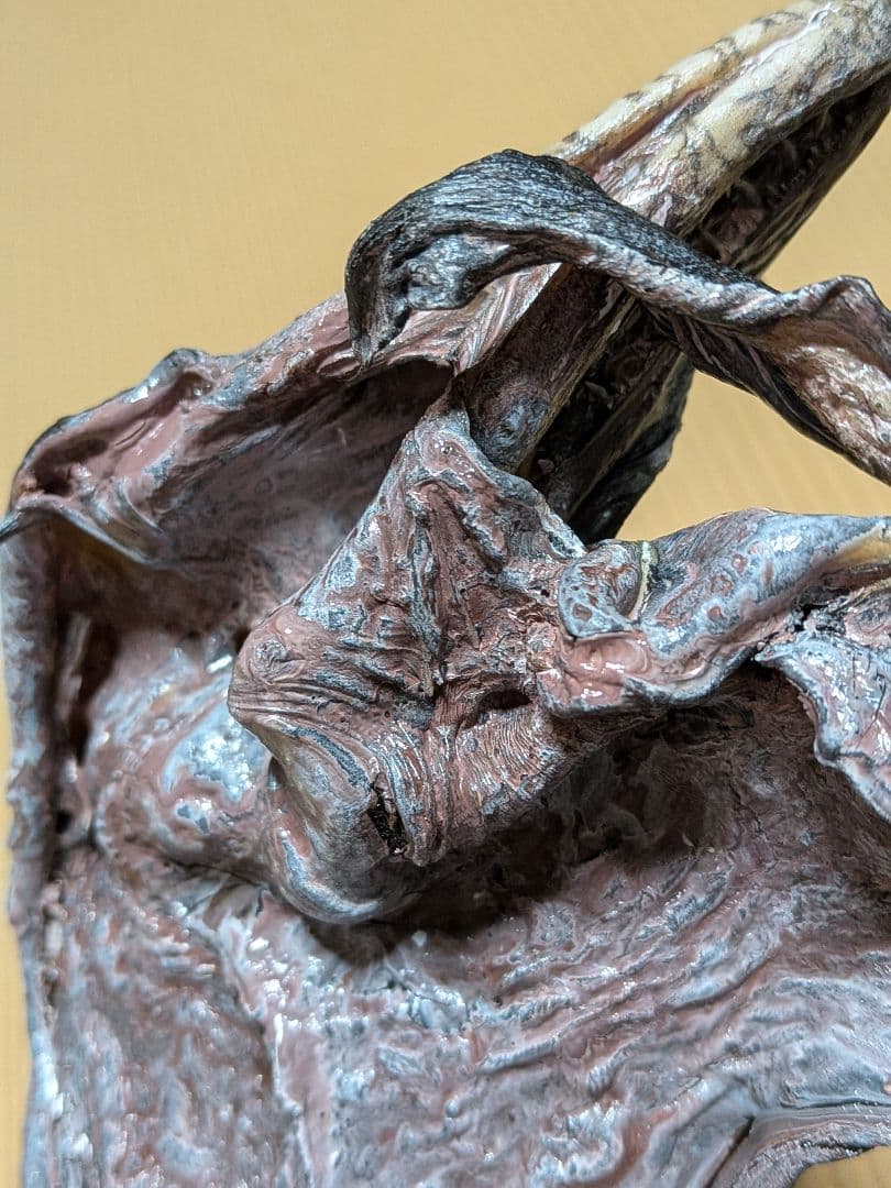 海のギャング四国太平洋産トラウツボマニアックレア標本飾りオブジェ置物