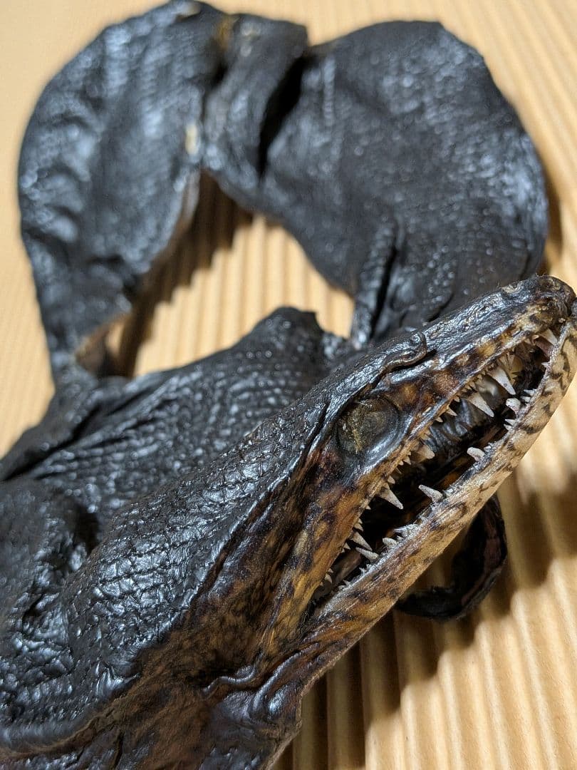 海のギャング四国太平洋産トラウツボマニアックレア標本飾りオブジェ置物