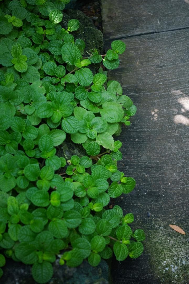 格安出品！名玉の現行型！Leica Summicron 50mm F2 4th