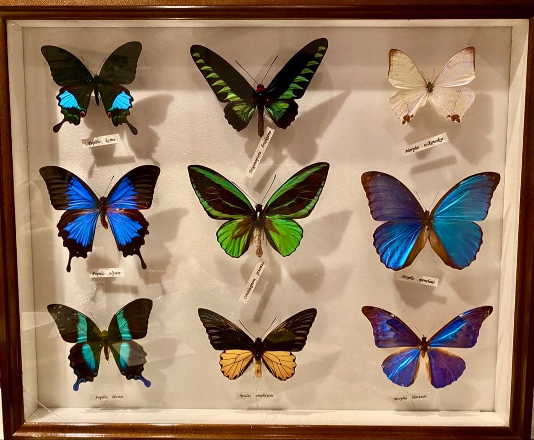 蝶の標本 多種類セット