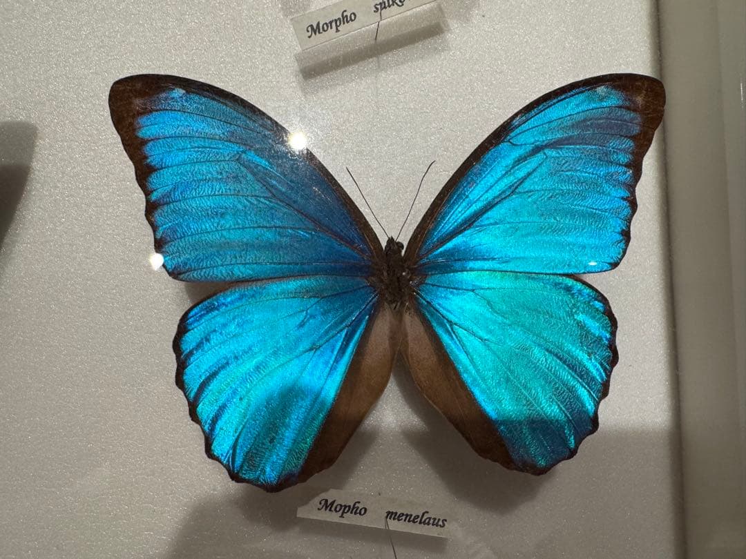 蝶の標本 多種類セット