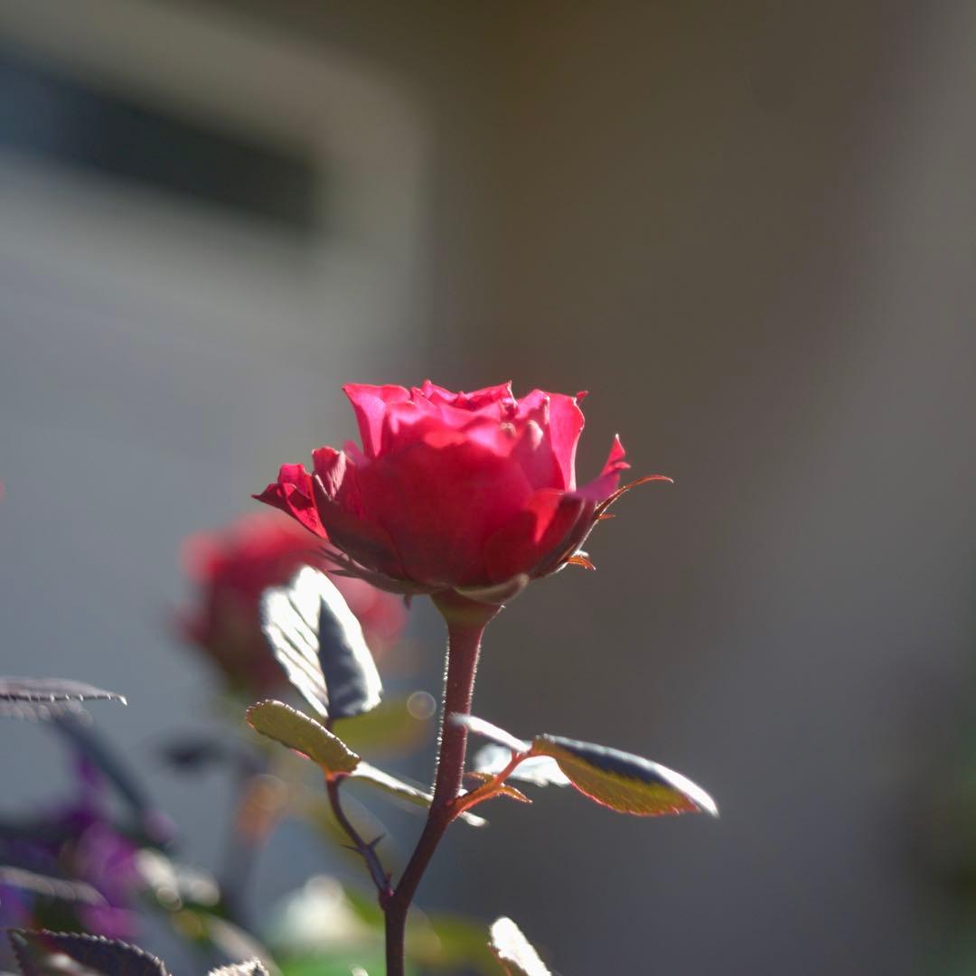 Steinheil Cassar ドイツ製　45mm f/2.8 多彩なボケ⁉️