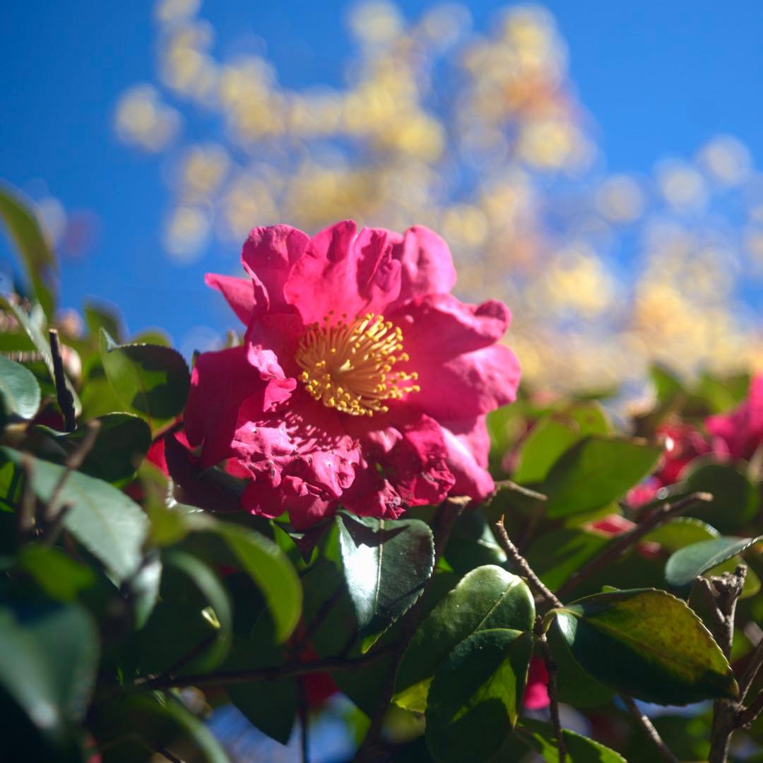 Steinheil Cassar ドイツ製　45mm f/2.8 多彩なボケ⁉️