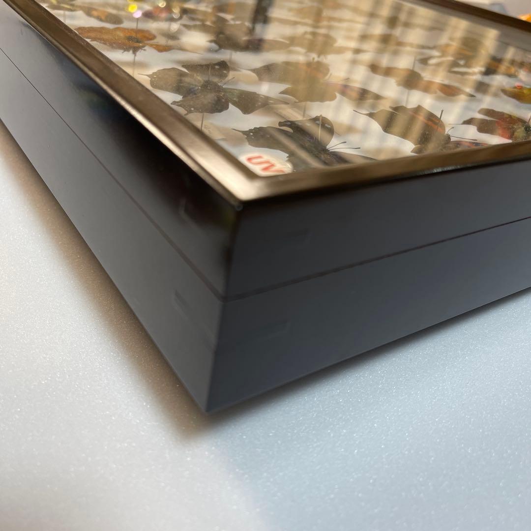 蝶の標本 30匹額装