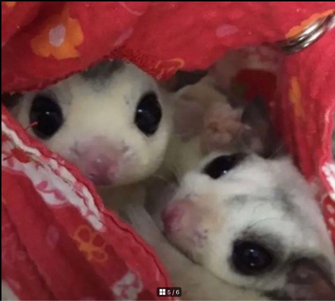 花柄ハンモック （夏仕様） 見本用