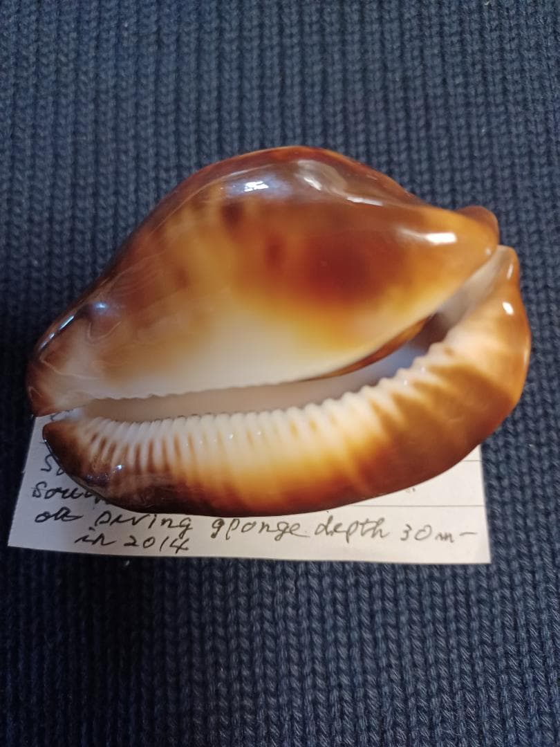 タカラガイ、貝殻、びーどろダカラ