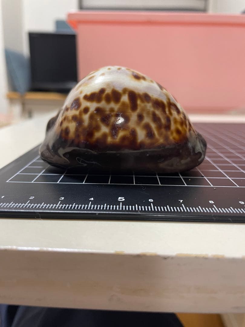 ビードロダカラ　貝殻　標本