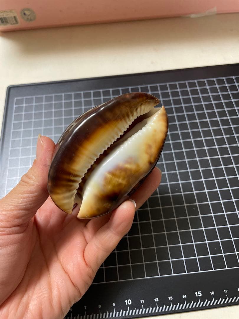 ビードロダカラ　貝殻　標本