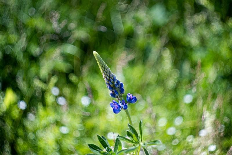 52 未使用　ぐるぐるボケレンズ　 ヘリオス　44-2　M42