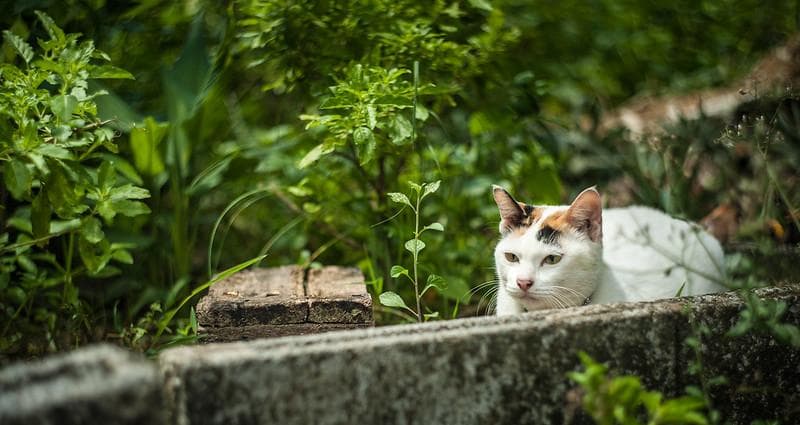 52 未使用　ぐるぐるボケレンズ　 ヘリオス　44-2　M42