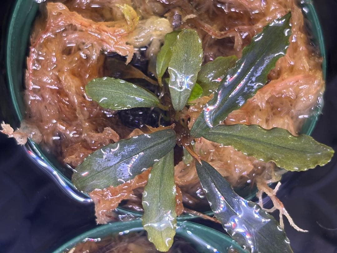 ブセファランドラspオーロラ