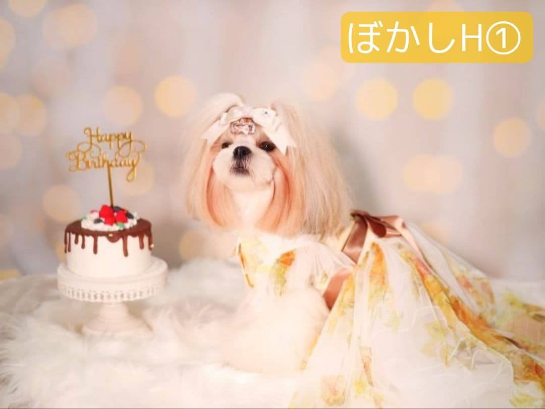 背景布【　ぼかしH　】サンプル　バレンタイン撮影用♪　トリミングチョーカー販売中