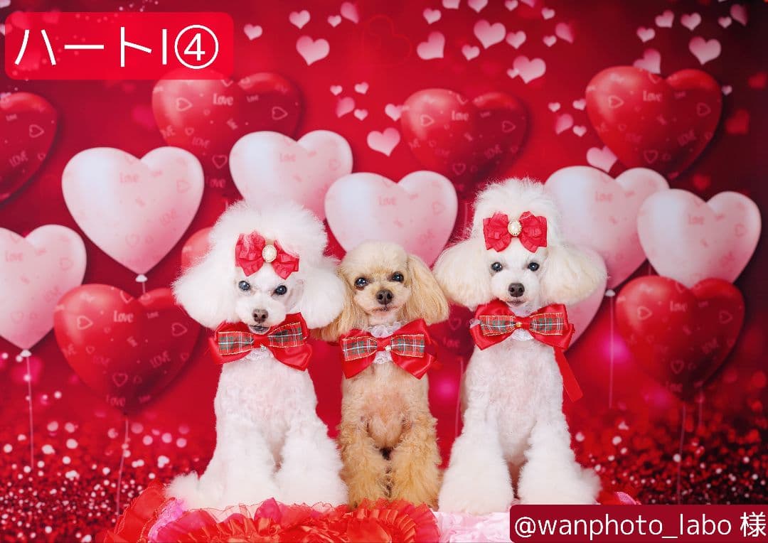 背景布【　ぼかしH　】サンプル　バレンタイン撮影用♪　トリミングチョーカー販売中