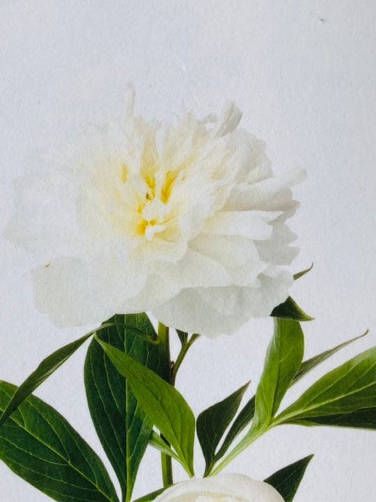 鞆岡隆史　軸　「芍薬」　（1/5）　写真　軸飾　茶掛　茶道　茶室飾り　寄り付飾り