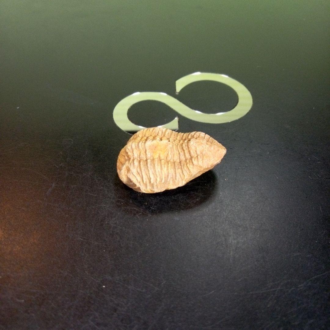 三葉虫　化石　fossil　海　ボリビア産　trilobite　海生動物網⑤