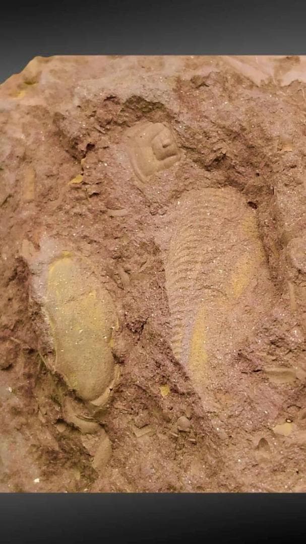 コレクション放出 Virgulaxonia elegans 中国雲南省 化石